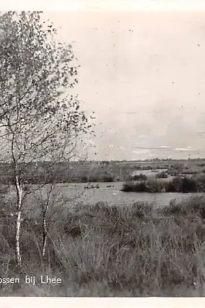 Autentyczny Drenthe Meeuwenplas in de bossen bij Lhee Westerveld 1950 Type fotokaart HC36177