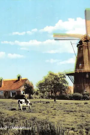 Bergambacht Molenlaan Molen De Arend 1968 Koeien in de wei Krimpenerwaard HC35990 Zamów teraz
