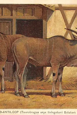 Wysoka jakość Amsterdam Artis Livingstone's Eland-Antiloop Oost-Afrika Zoo Dierentuin HC34634