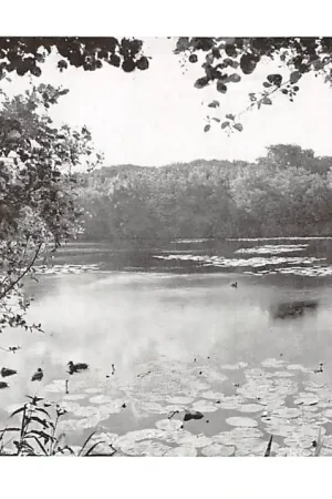's-Gravenhage De Vijver in het Park Meer en Bosch Vestigt u te 's-Gravenhage HC34393 Bezpieczna płatność