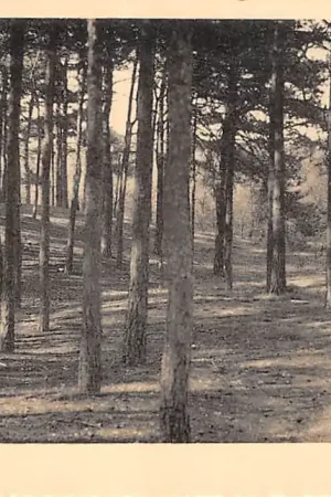 Zeist Boschgezicht met kinderen op de fiets 1931 HC33535 Tani
