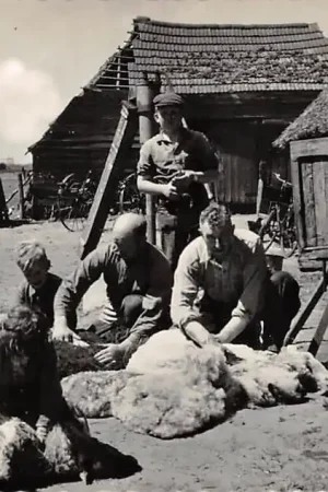 Bezpieczna płatność Lemele Schaapscheerders Boerderij Ommen Dorpsleven HC32876