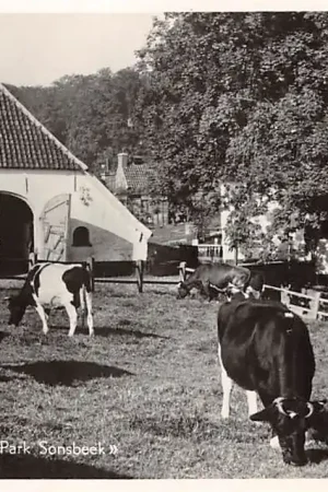 Arnhem Watermolen Park Sonsbeek met koeien in de wei 1950 Molen HC32627 Darmowa dostawa