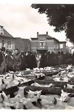 Tani Texel Schapenmarkt Markt HC32434