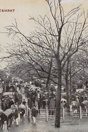 Zwrot pieniędzy Rotterdam Veemarkt Koeien HC29718