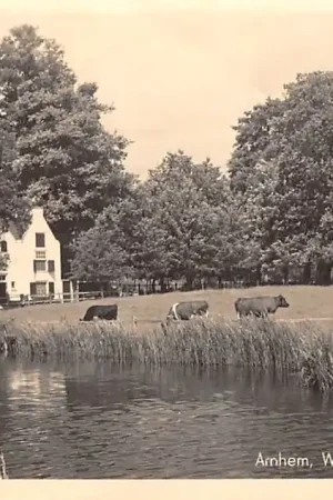 Arnhem Watermolen in Sonsbeek 1942 Molen Koeien in de wei HC28393 Autentyczny