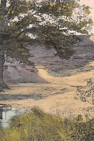 Bussum Mooi Nederland Als de heide bloeit HC15358 Kup teraz