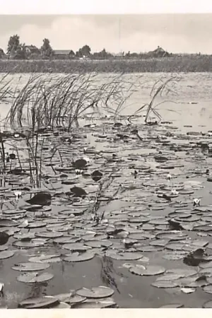 Tani Loosdrecht des Zomers op de Plassen 1940 HC12735
