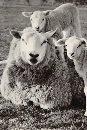 Szybka dostawa Texel De drieling Schaap met drie lammetjes 1963 HC10712