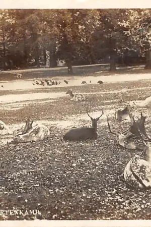 Zwrot pieniędzy Haarlem Hertenkamp 1930 HC10134