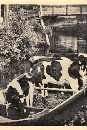 Giethoorn Vervoer van koeien per praam HC60842 Bezpieczna płatność