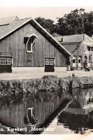 Dedemsvaart N.V. Kon. Kwekerij Moerheim 1959 HC38775 Wyprzedaż