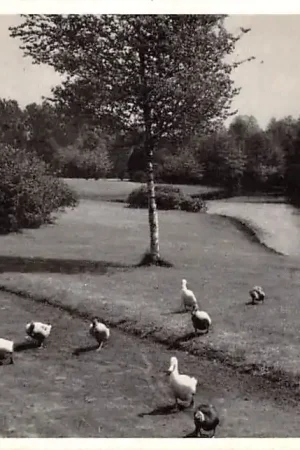 Glanerbrug Vijverpark met eenden 1960 Enschede HC32619 Bezpieczna płatność