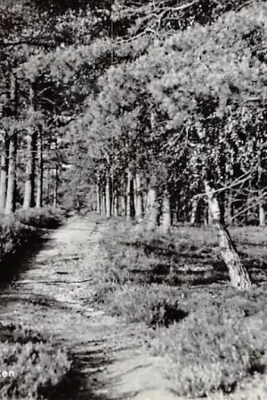 Szybka dostawa Holten Diepe Hel Holterberg 1963 HC18970