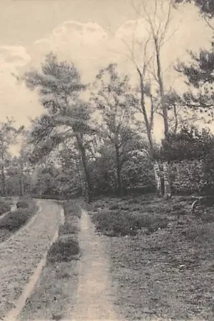 Tani Maarn Boschkiekje Nauta A 1423 HC57170