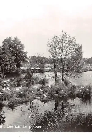 Zamów teraz Leersum Meeuwenkolonie Leersumse Plassen 1964 HC56399