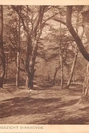 Amersfoort Boschgezicht Birkhoven 1928 HC54238 Wyprzedaż