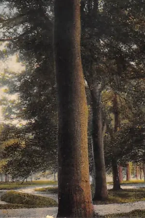 Baarn Groote Kom 1931 HC54231 Promocja