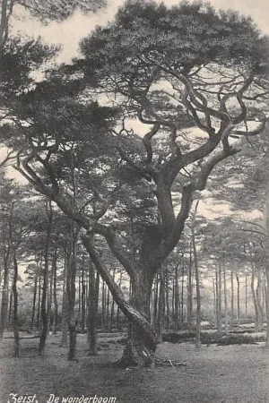 Zeist De Wonderboom 1907 HC54069 Autentyczny