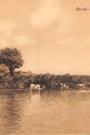 Autentyczny Rhenen Langs den Rijn Koeien in de ondergelopen uiterwaarden HC54185