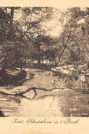 Zeist Schuineboom in 't Bosch 1916 HC51293 Promocja