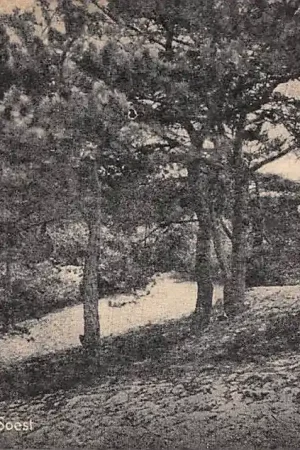 Tani Soest Boschgezicht Vosseveld 1948 HC40291