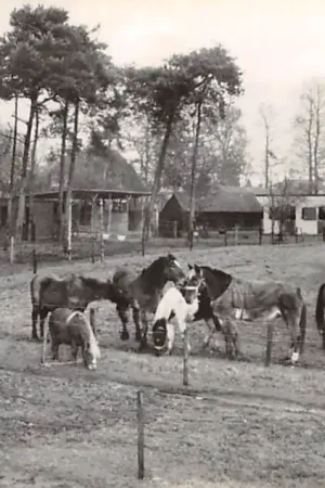 Soest Birkstraat 96 Nationaal Tehuis voor Paarden Stichting De Paardenkamp HC40213 Ekspresowa dostawa