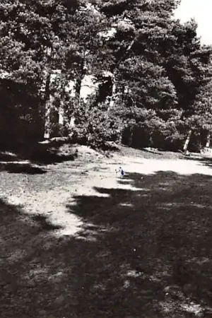 Soest Bosgezicht HC40146 Nowość