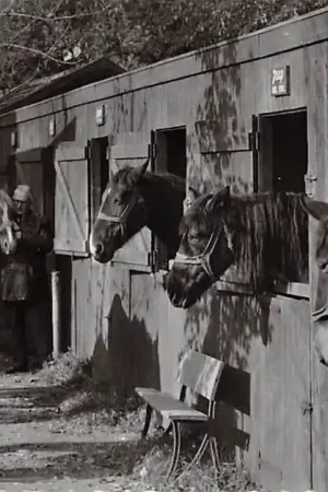 Soest Rusthuis voor Paarden Stichting De Paardenkamp V.l.n.r. Janus, Witte Jopie, Frits, Corrie, Cora, Jaap en Ouwe Jan met hun verzorgers HC40143 Popularny