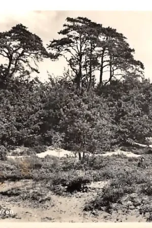 Soest De Zeven Sparren HC40142 Autentyczny