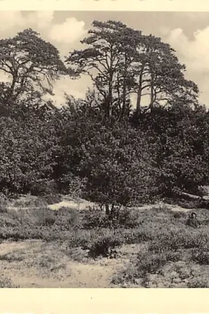 Soest De zeven sparren 1941 HC40141 Oferta limitowana