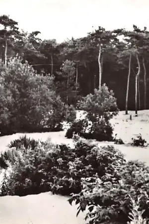 Tani Soest Stuifduinen 1963 HC40111
