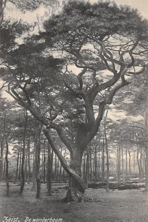 Zeist De Wonderboom HC35768 Autentyczny