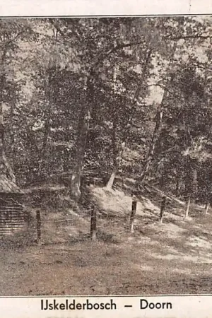 Doorn IJskelderbosch 1933 HC32790 Wysoka jakość