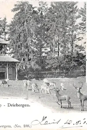 Driebergen Hertenkamp 1902 HC32523 Promocja