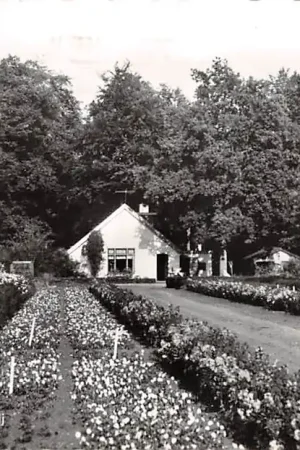 Zeist Ericaweg met kwekerij 1960 HC28667 Nowość