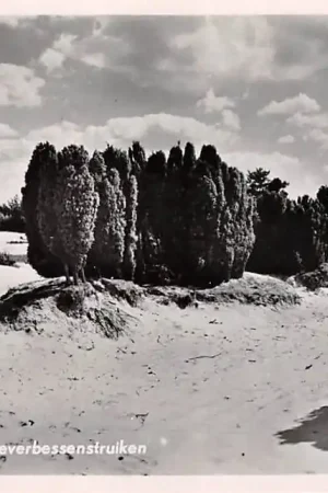 Zamów teraz Soest Soester Duinen Jenever bessenstruiken 1955 HC28624