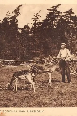 Baarn Dierenpark Boschje van IJsendijk Herten 1930 HC24222 Darmowa dostawa