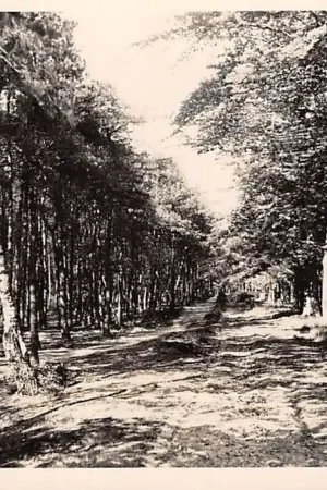 Elst (UT) Boschgezicht 1949 HC8820 Popularny