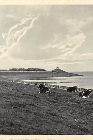 Scharendijke Koeien op de Zeedijk HC53016 Rabat