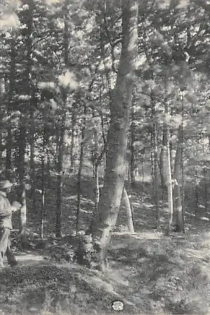 Domburg Hoogduin 1920 Walcheren HC18816 Popularny