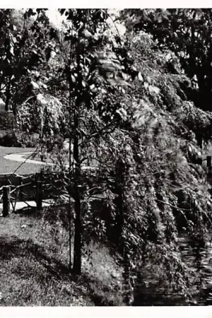 Goes Dammetje 1906 HC8263 Oferta limitowana