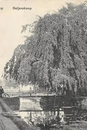 Boskoop Reijerskoop 1919 HC60966 Wysoka jakość