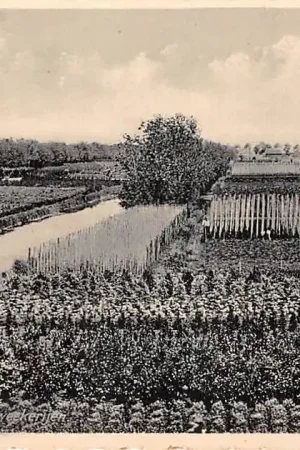 Wyprzedaż Boskoop Gezicht op de kweekerijen 1947 HC59838