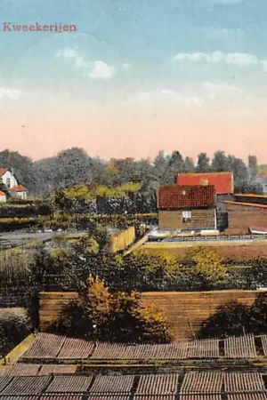 Boskoop Kweekerijen 1925 HC59829 Premium