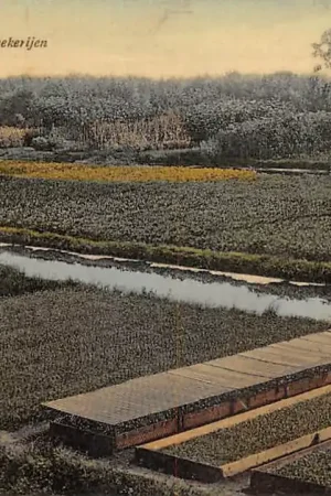 Boskoop Boomkweekerijen 1911 HC59841 Popularny