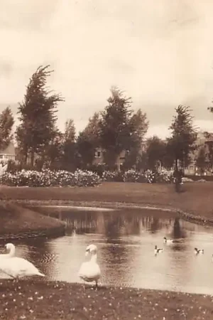Schiedam Julianpark met zwanen 1929 HC58994 Zamów teraz