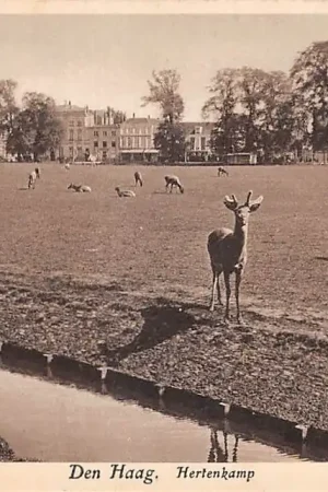's-Gravenhage Hertenkamp 1931 HC57349 Rabat