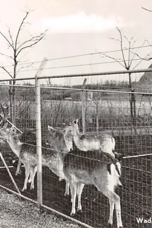 Zamów teraz Waddinxveen Hertenkamp 1964 HC54147