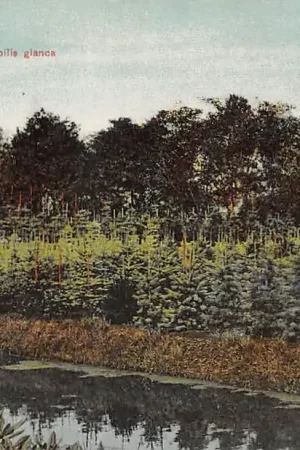 Boskoop Kweekerij met Abies Nobilies glanca 1915 HC53820 Rabat